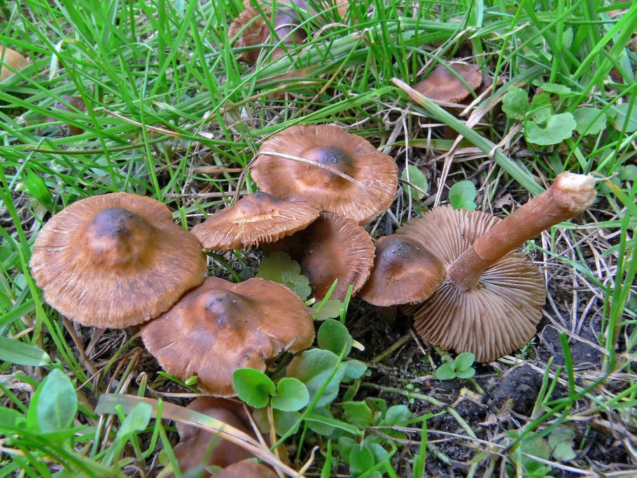 Опенок Луговой негниючник