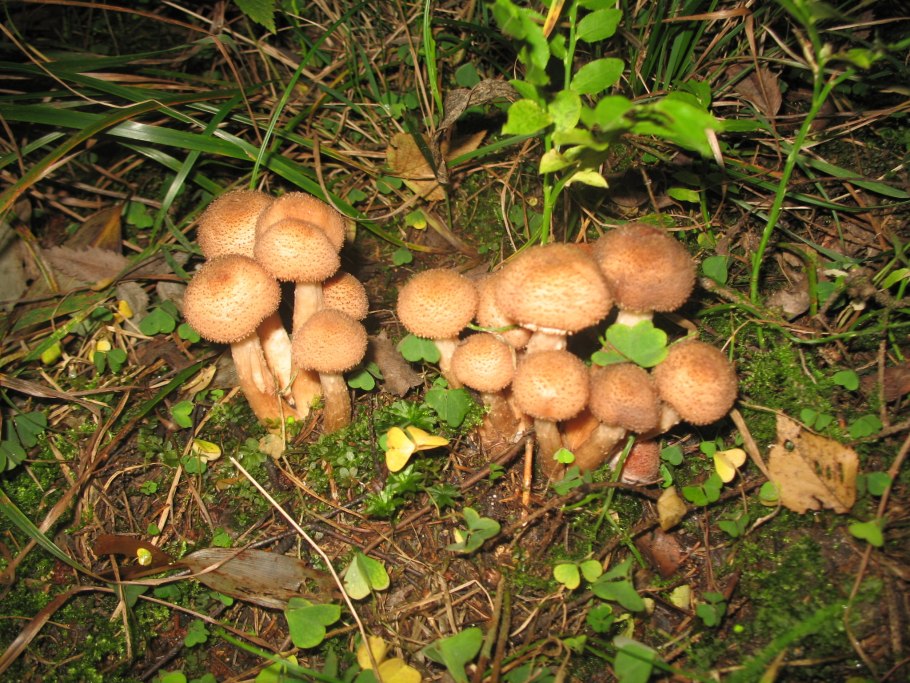 Луговой опенок волоконница