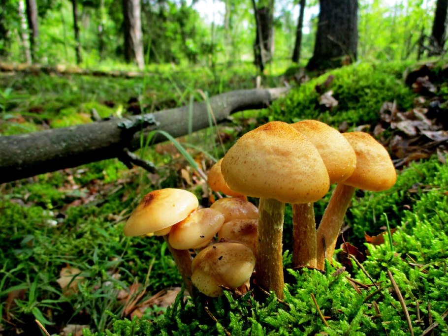 Опёнок толстоногий Armillaria