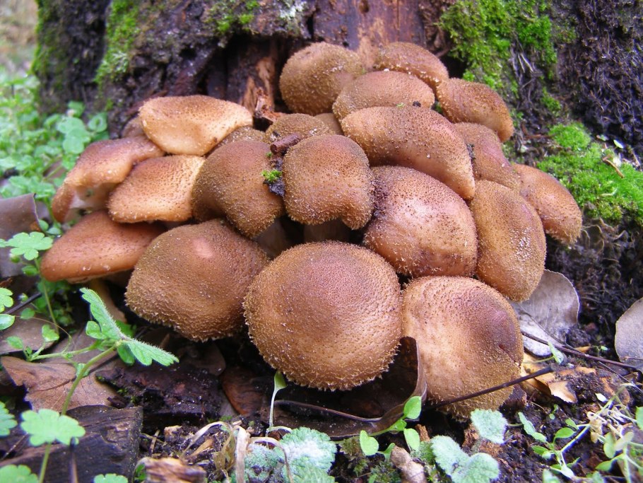 Опята грибы степные