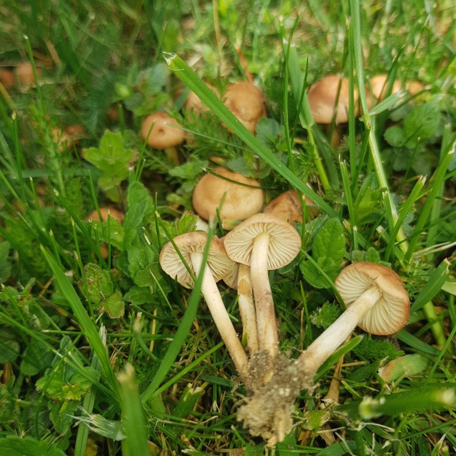Опенок Луговой Marasmius Oreades