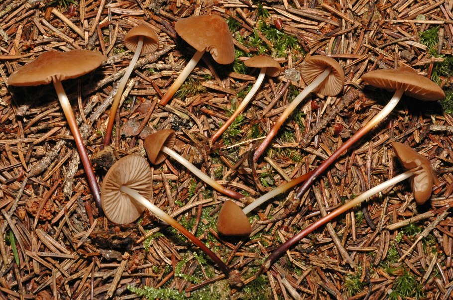 Опята луговички