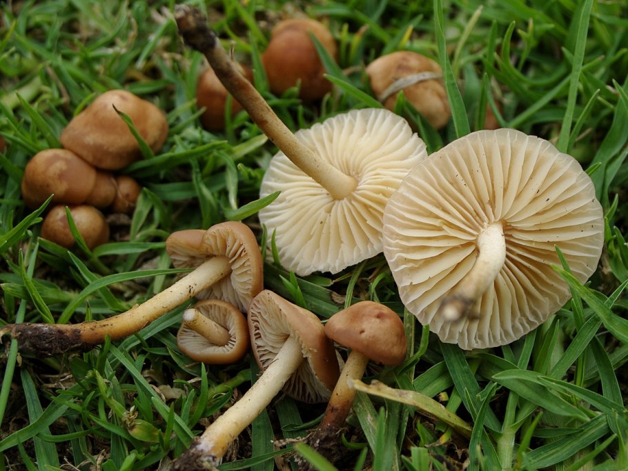 Опенок Луговой Marasmius Oreades