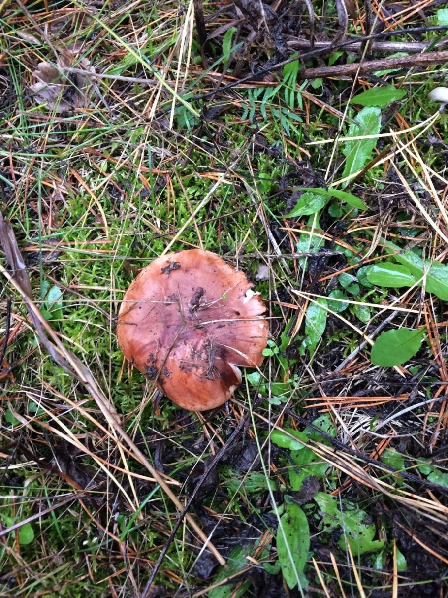 Рядовка Лесная коричневая