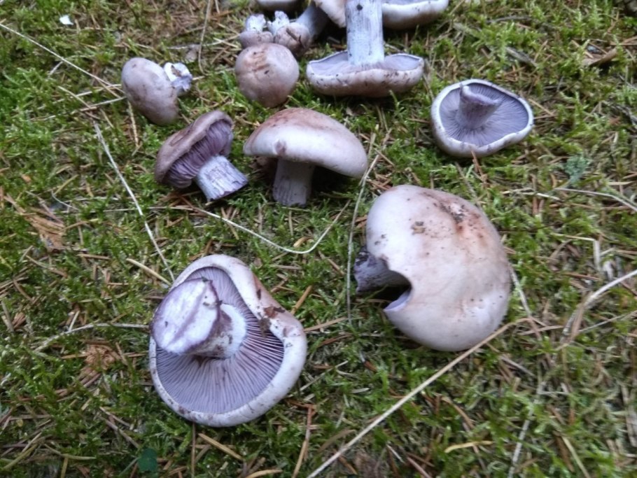 Грибы Березовая рядовка