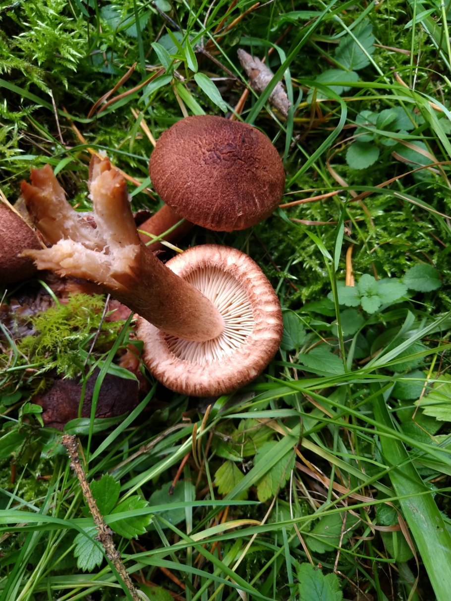 Рядовка бородатая