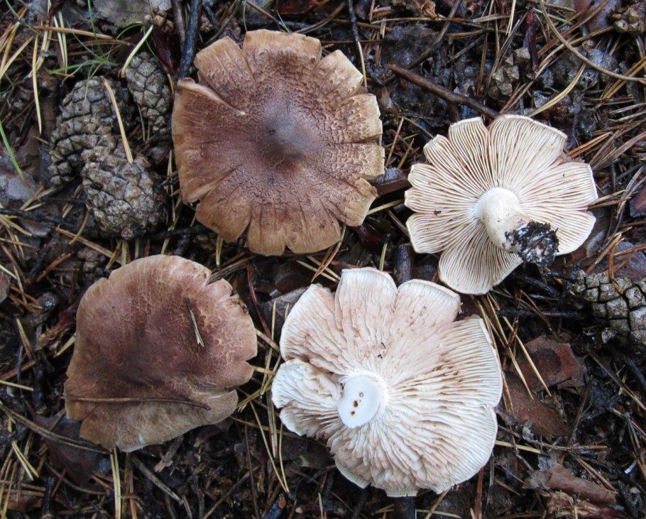 Рядовка Чешуйчатая Tricholoma imbricatum