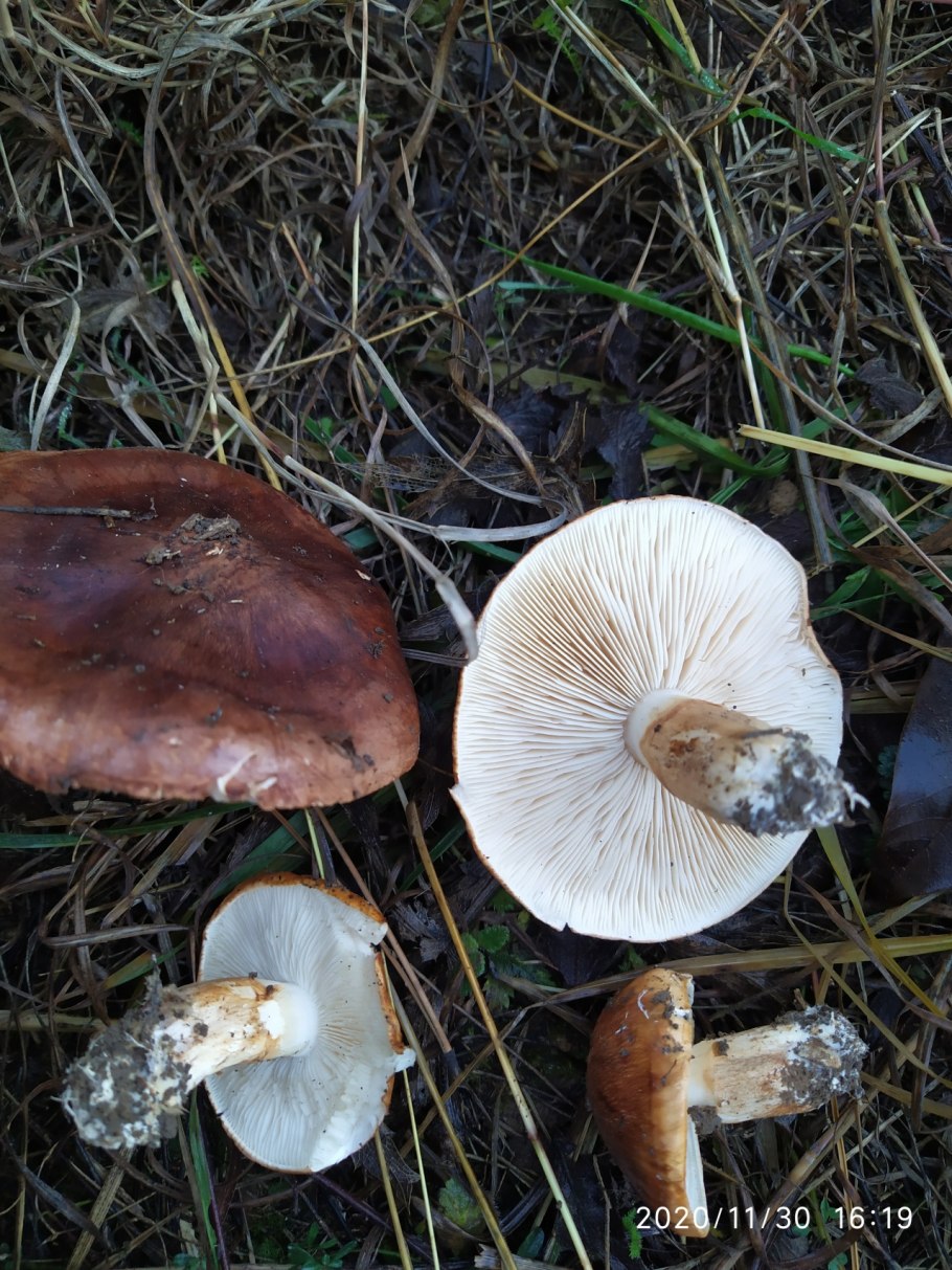 Рядовка надломленная Tricholoma batschii
