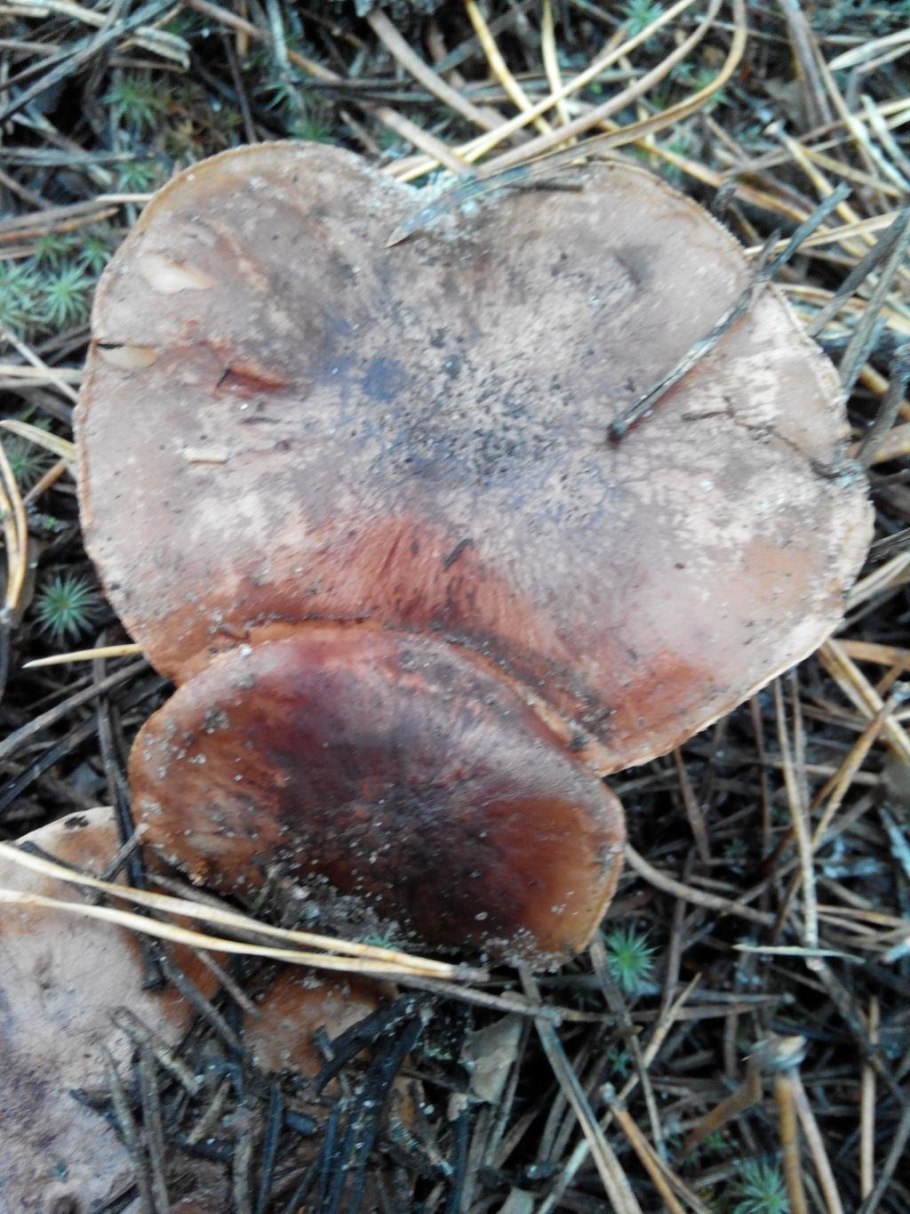 Рядовка Tricholoma albobrunneum