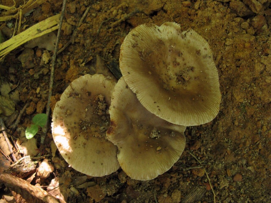 Грибы на Кавказе коричневые похожие на сыроежки