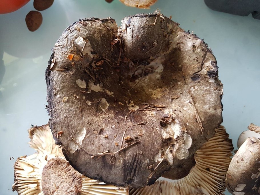 Подгруздок чернеющий (Russula nigricans)