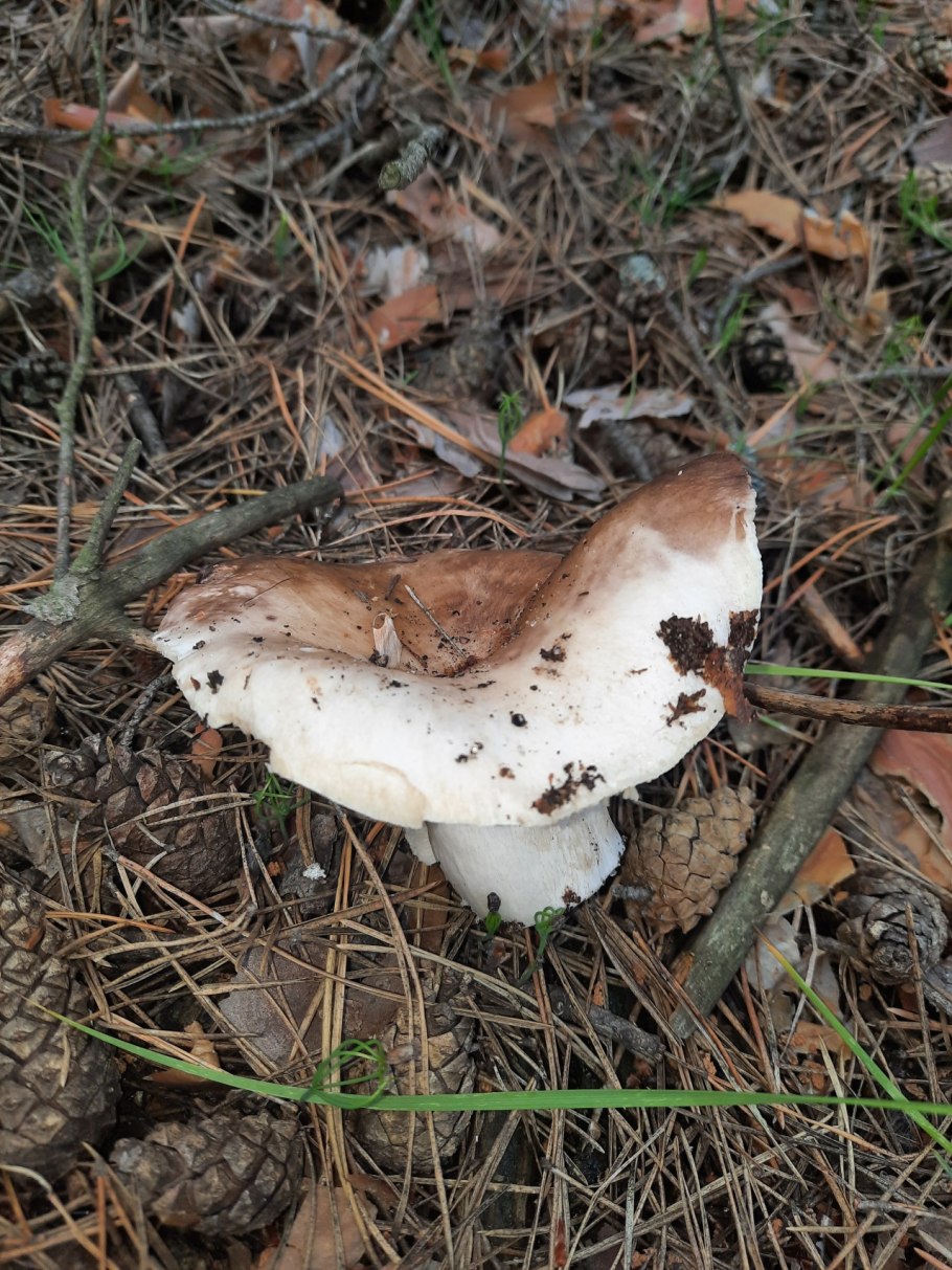 Подгруздок Russula adusta