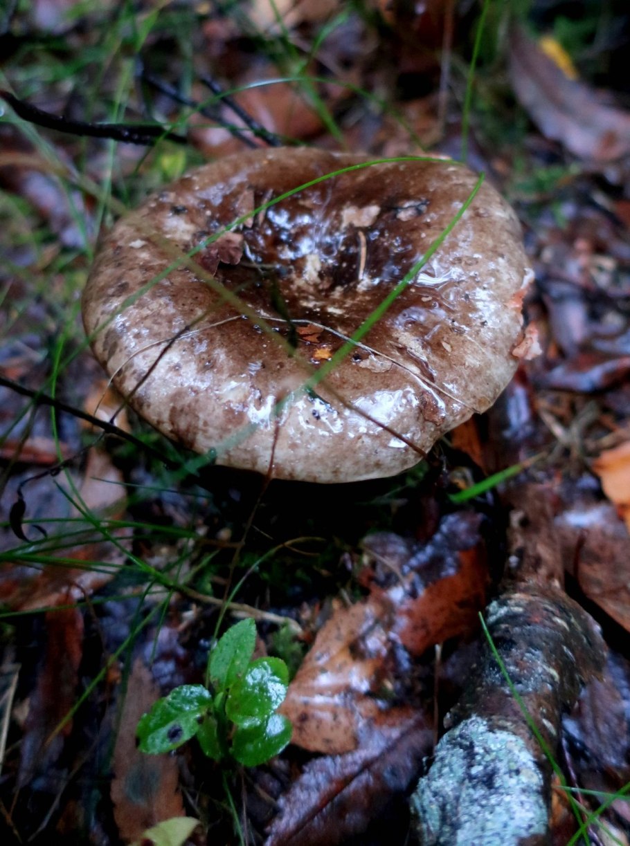 Подгруздок чернеющий фото