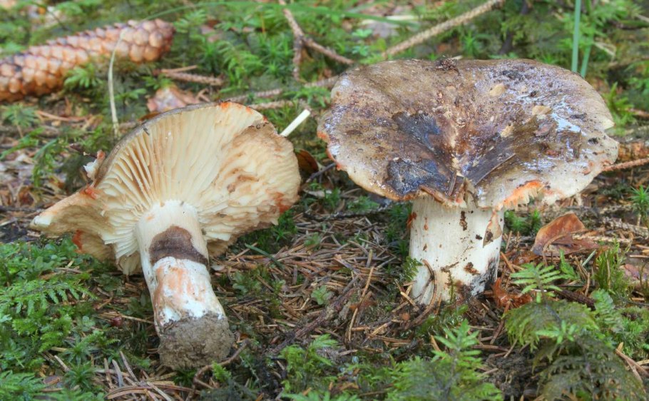 Подгруздок чернеющий (Russula nigricans)