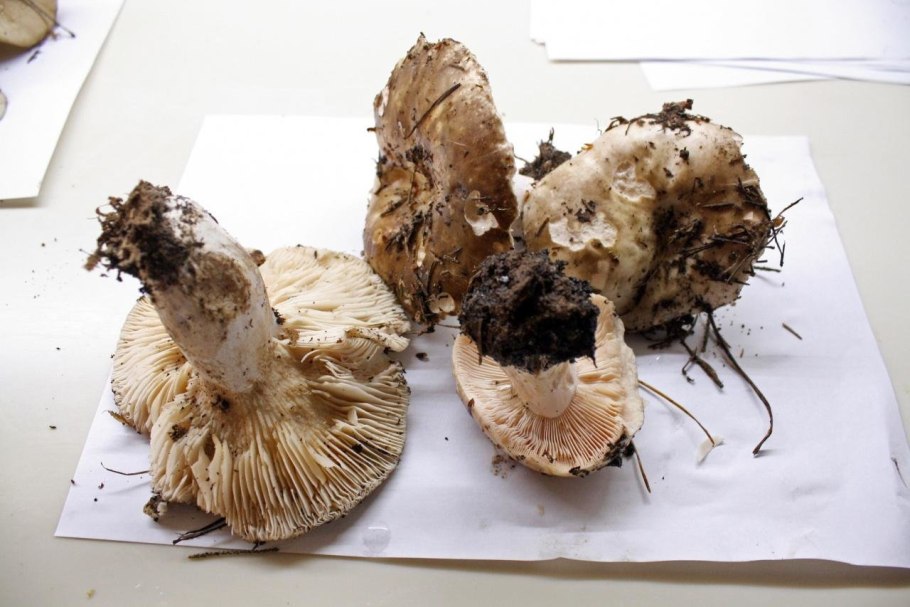 Подгруздок черный (Чернушка)