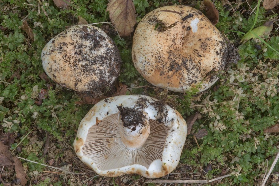 Подгруздок с грибами-паразитами