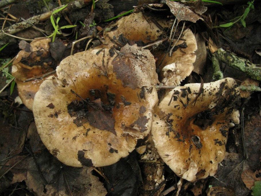 Подгруздок Russula adusta