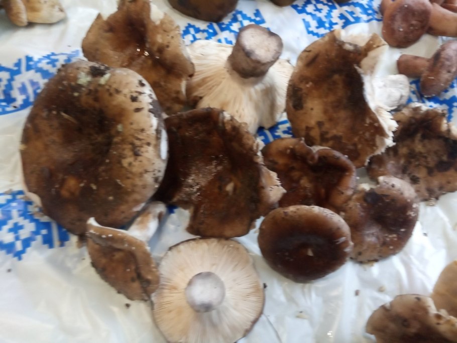 Грибы из Тавричанки темно коричневые