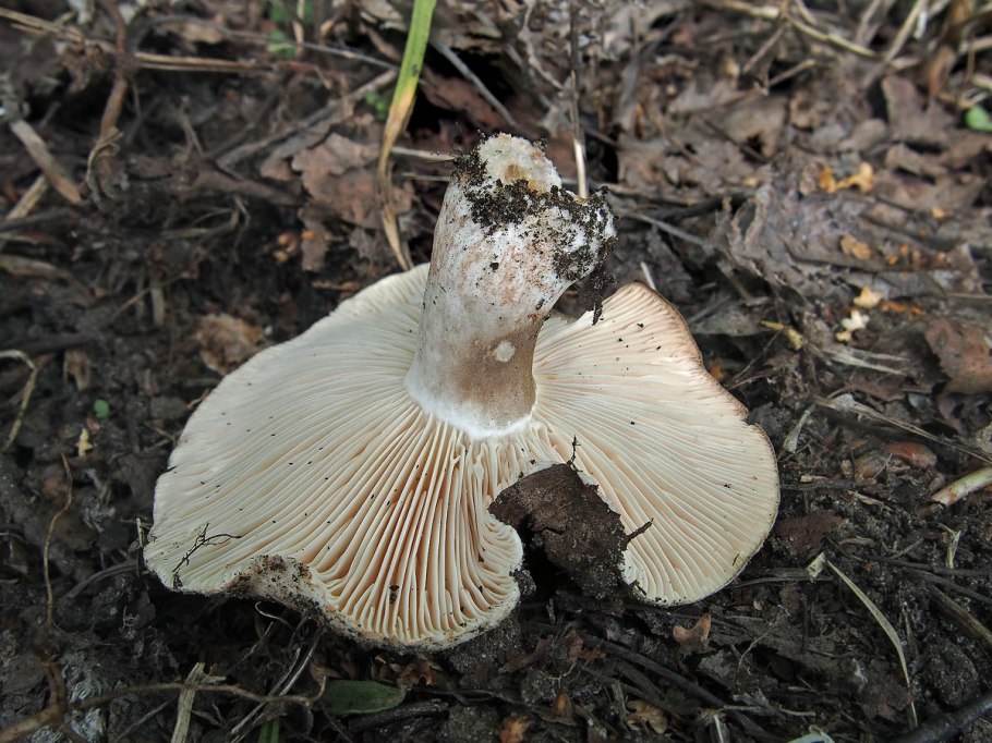 Гриб подгруздок черный