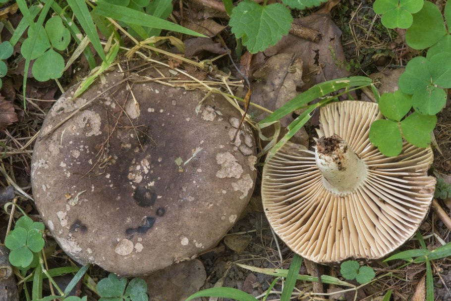 Подгруздок чернеющий (Russula nigricans)