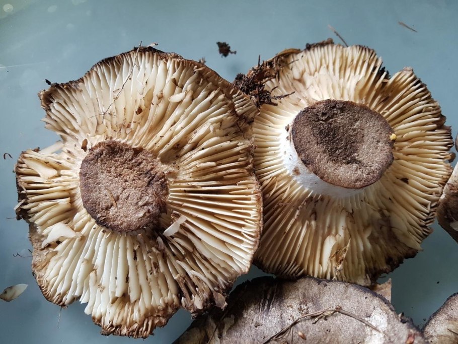 Гриб подгруздок чернеющий