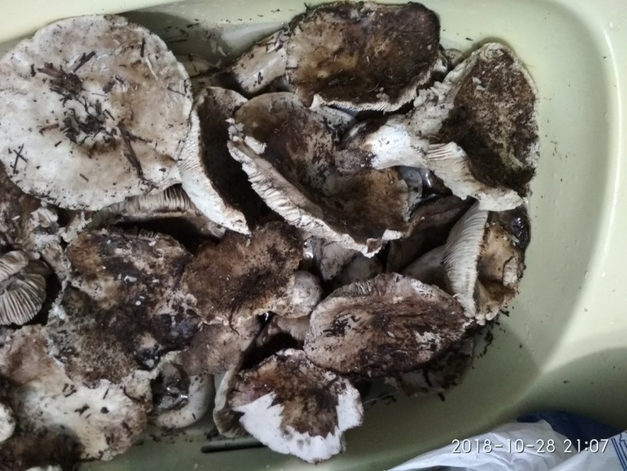 Подгруздок черный приготовление способ