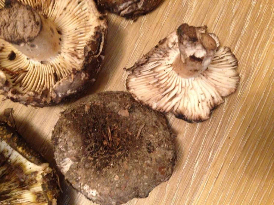 Подгруздок чернеющий