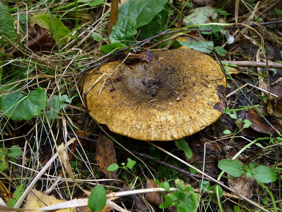 Подгруздок чёрный Russula adusta.