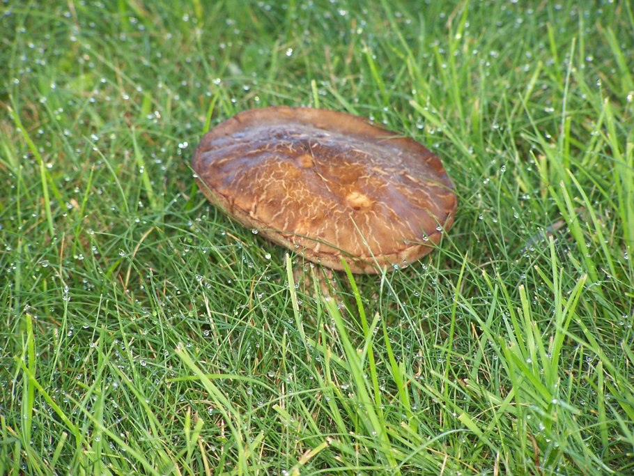 Macrolepiota excoriata