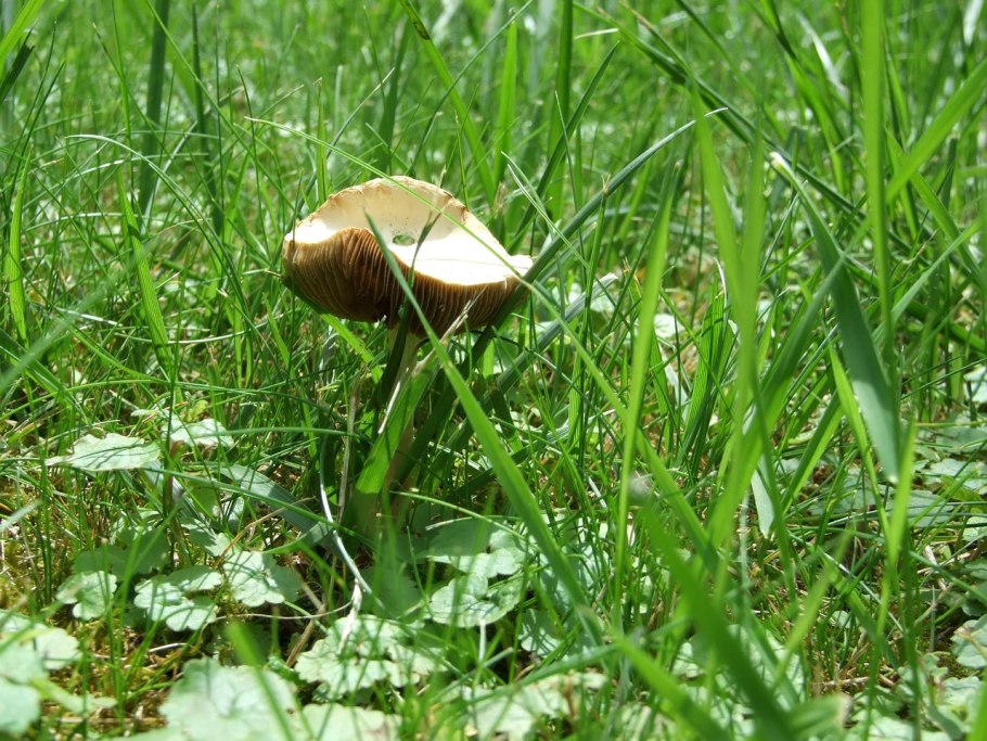 Шампиньон обыкновенный (Agaricus Campestris)