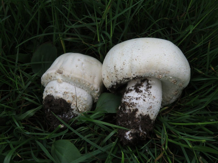 Шампиньон полевой Agaricus arvensis