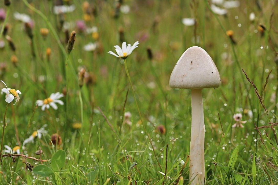 Шампиньон Луговой Agaricus Campestris
