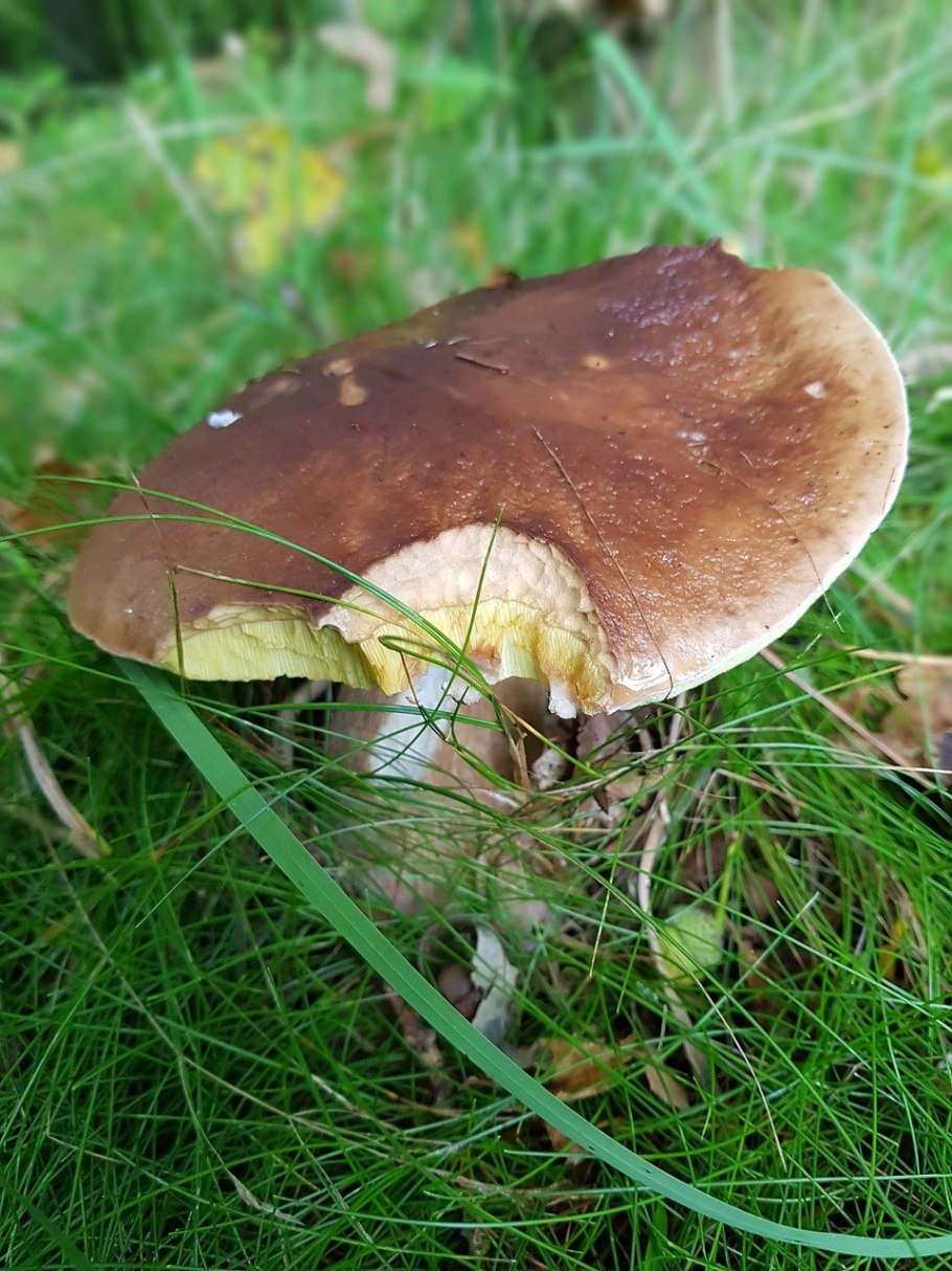 Agaricus arvensis Schaeff. — Шампиньон полевой