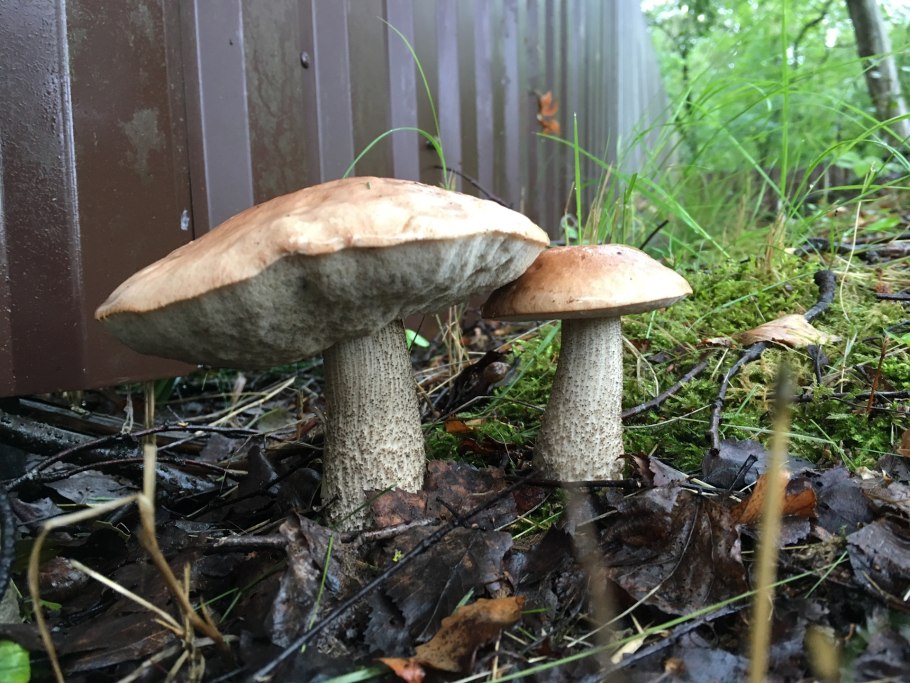 Съедобные грибы на участке