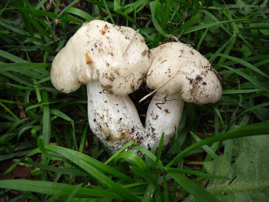 Грибы подабрикосовики