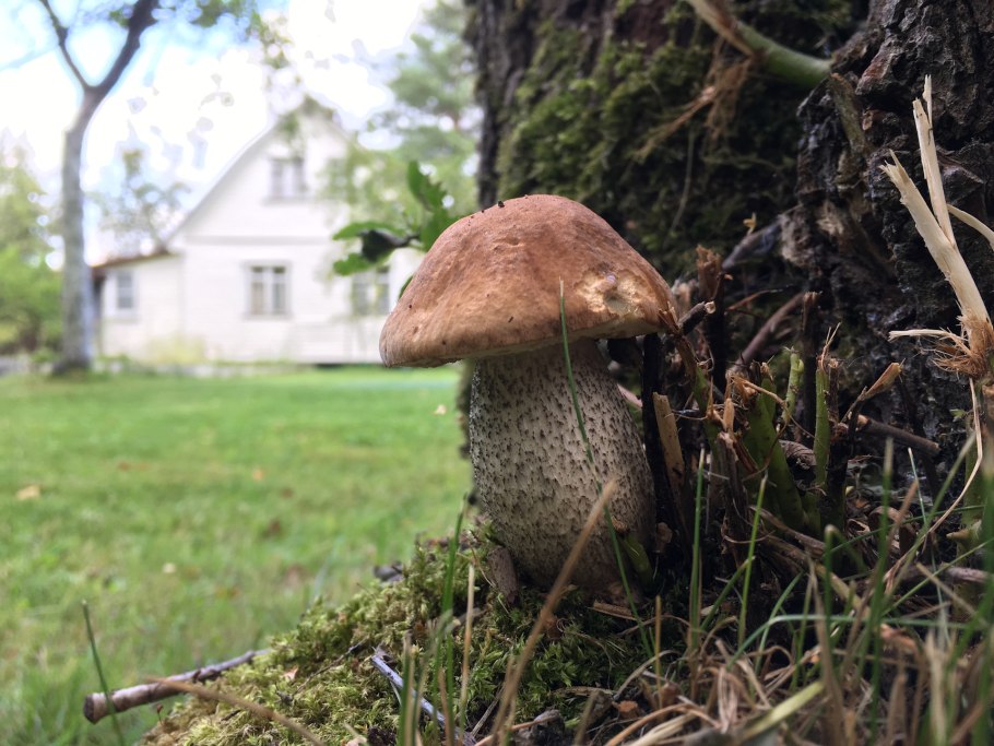 Грядущую грибы