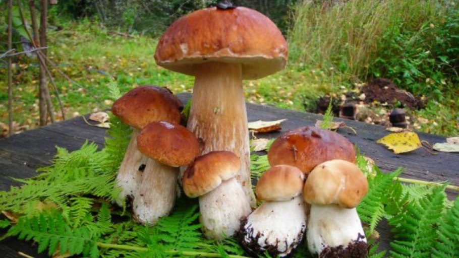 Белые грибы на дачном участке сосны