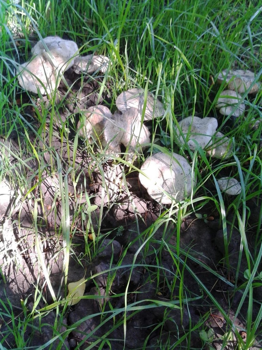 Весенние луговые грибы