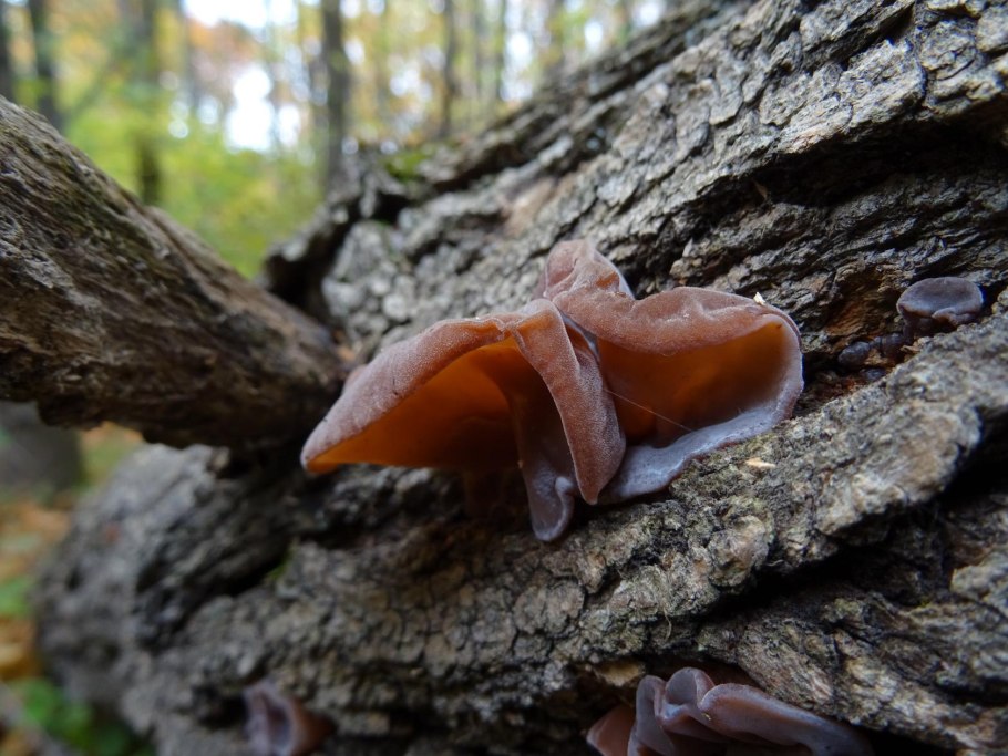 Гриб Аурикулярия уховидная