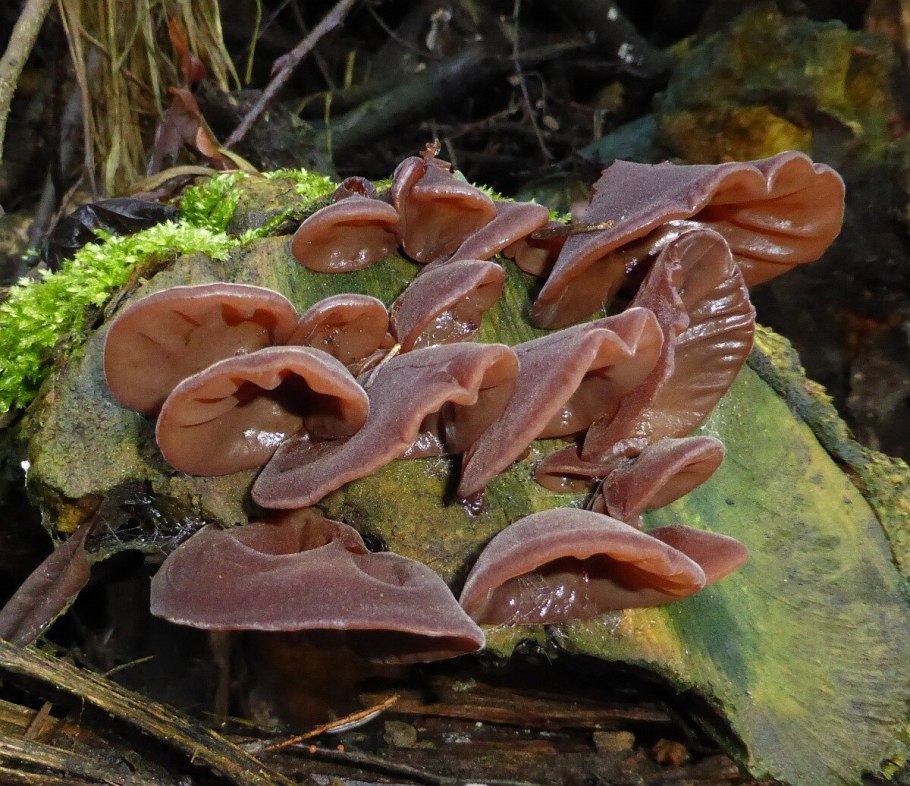 Аурикулярия уховидная Auricularia auricula