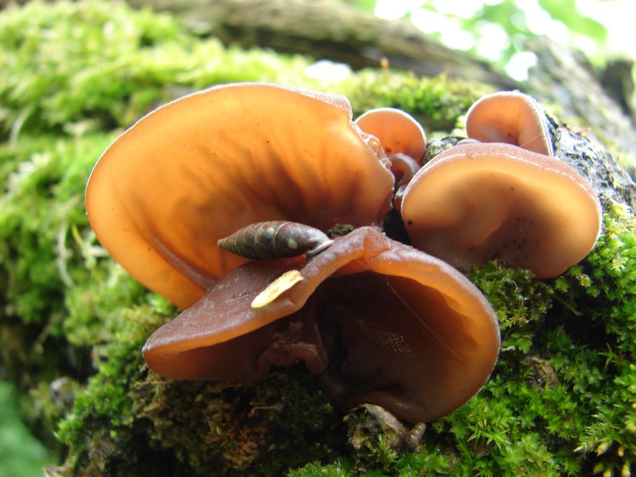 Гриб ухо Иуды