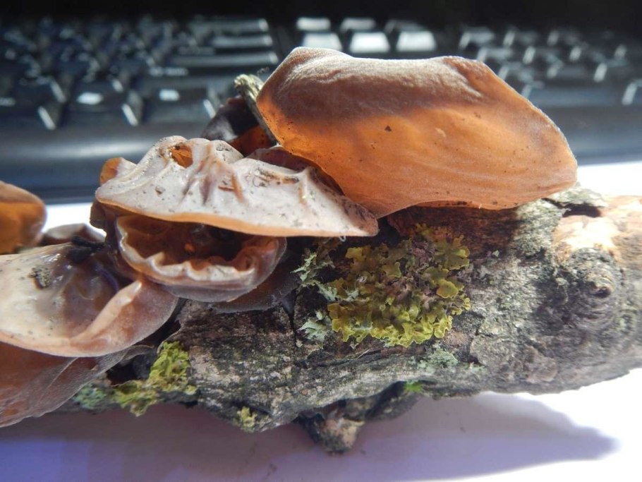 Аурикулярия (Иудино ухо)