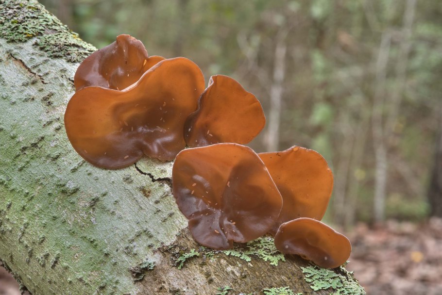 Иудино ухо приготовление видео