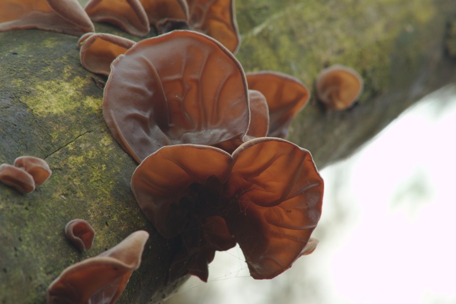 Auricularia auricula