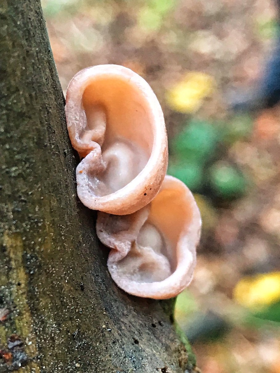 Аурикулярия уховидная