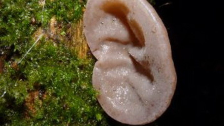 Аурикулярия уховидная