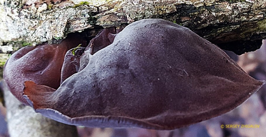 Auricularia auricula judae