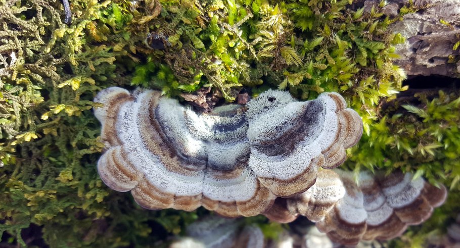 Аурикулярия плёнчатая