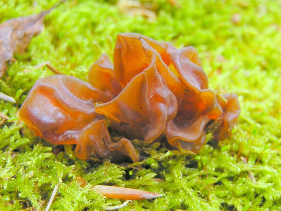 Аурикулярия густоволосистая