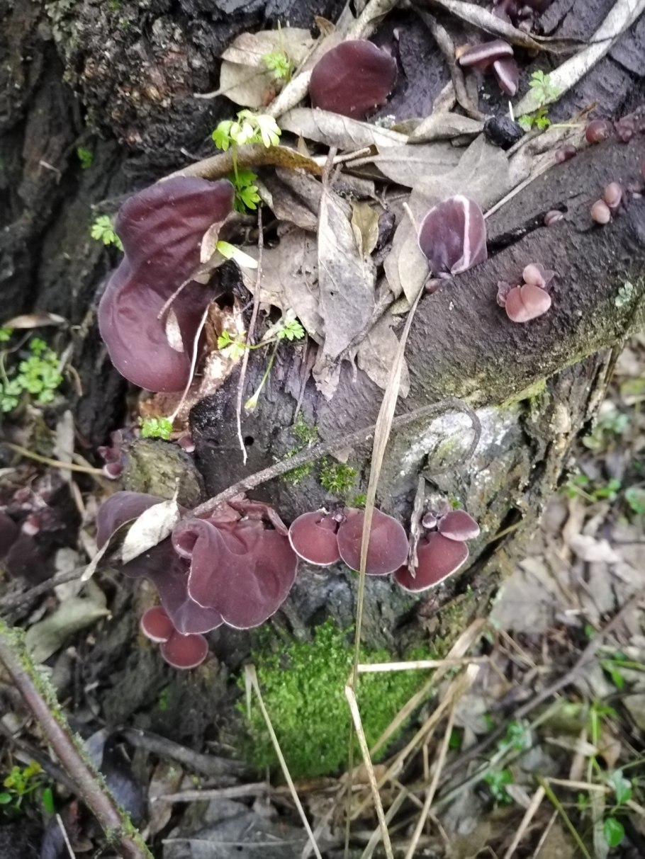 Гриб ухо Иуды